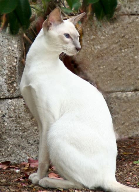 It is said that this highly intelligent breed can sense the mood of their owner and. Tanner...my Lilac Point Siamese copyright Beverly Anderson ...