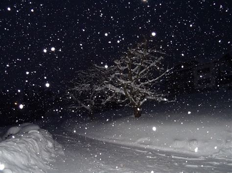 Es Schneit 2 Foto & Bild | nikon, kalt, bäume Bilder auf fotocommunity
