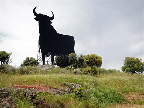 Vaca Negra Del Toro En Una Granja Iii Foto De Archivo Imagen De Alimento Cielo 13606150
