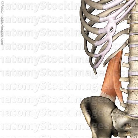 Anatomy Stock Images Torso Musculus Quadratus Lumborum Muscle Iliac