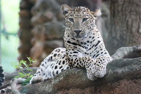 Wild Tierwelt Leopard Kostenloses Foto Auf Pixabay Pixabay