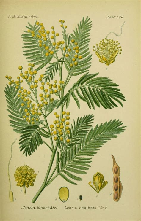 Vintage Botanical Prints Botanical Drawings Antique Prints Mimosa