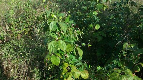 Id This Legume Please Plants Forum At Permies