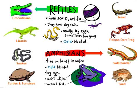Class Reptilia The Biology Classroom