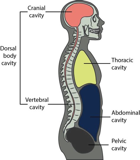 Body Cavities Labeled Diagram Pdf Anatomy Organs Defi