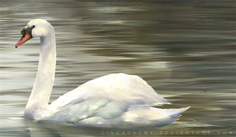 Swan Painting By Cindacry On Deviantart