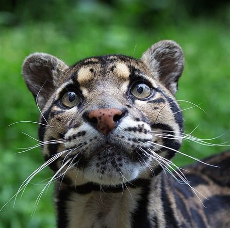 12 Rare And Unusual Species Of Wild Cat You Probably Didn
