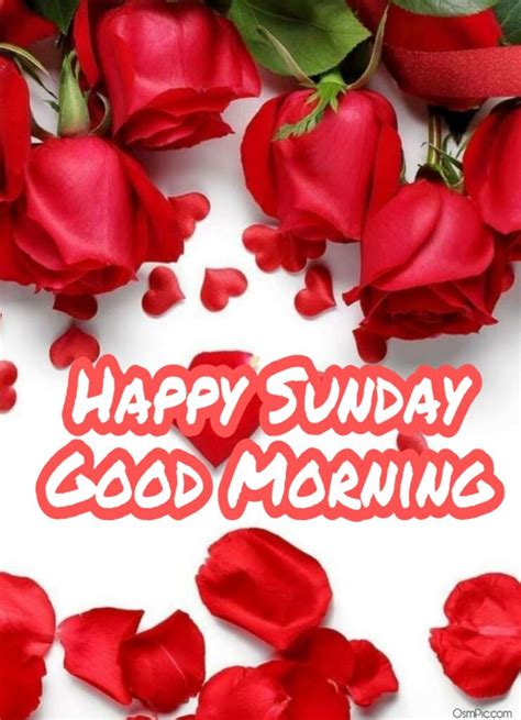 Good morning flowers images good morning images with rose flowers good morning sunday images hd good morning wishes happy blessed sunday happy sunday my love. Top 55 Good Morning Happy Sunday Images Hd Pictures For ...