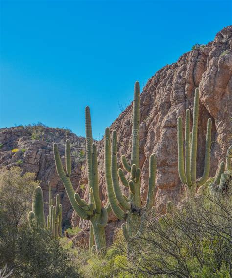 Saguaro Cactus Carnegiea Gigantea At Boyce Thompson Arboretum State