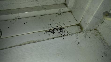 Is This Termite Poop Whatisthisthing
