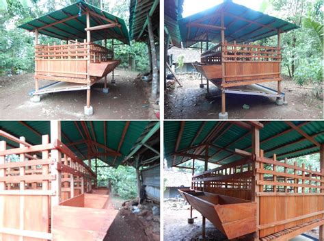 Kandang kambing yang sehat haruslah. Kandang Kambing dan Domba: Kandang Kambing dan Domba
