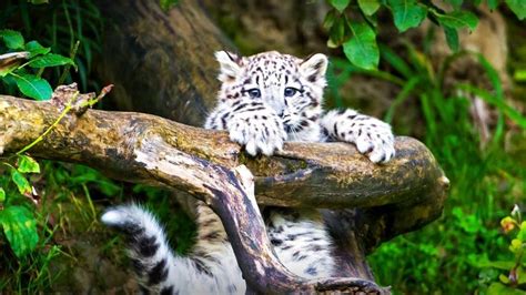 Khyber The Snow Leopard Bronx Zoo Born Fall 2017 Baby Animal Videos Animal Planet Animals