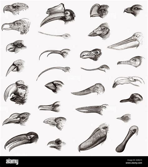Comparison Of Bird Beaks Stock Photo Alamy