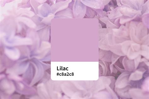 Everything About Lilac Color Meaning Symbol Combination And Design