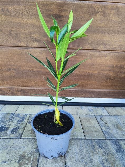 Oleander żółty Sadzonka Kwitnąca Brzezie Kup Teraz Na Allegro Lokalnie