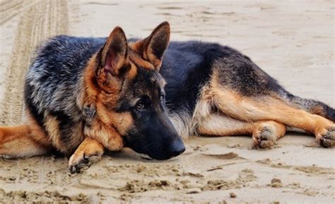 Understanding what they are and how your dog's diet affects their health can make all the difference: 5 Best Dog Foods For German Shepherds: Only the Best for GSDs!