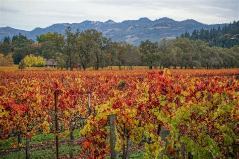Napa Valley Vineyards In Fall Sights Better Seen