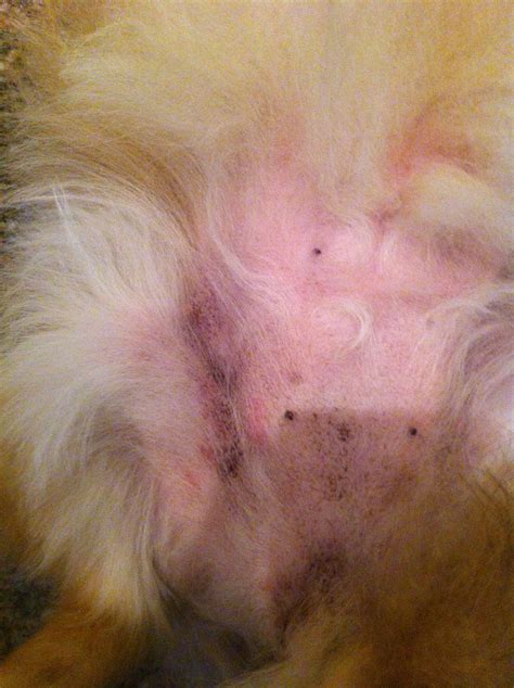 White Spots On Dogs Belly