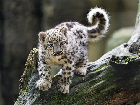 Snow Leopard Kitten Paws Log Wildlife Hd Wallpaper Peakpx