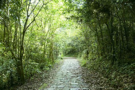 Sikkim Forest Tree You Can Now Officially Adopt A Tree In Sikkim As A