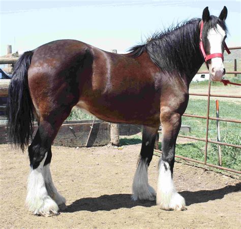 Love This Bay Shire Horses Horse Breeds Animals
