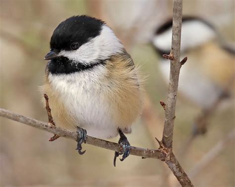 Fluffy Chickadee Fun Fact A Group Of Chickadees Is Called Flickr