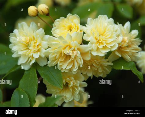Rosa Banksiae Lutea Is A Lovely Rambling Rose With Graceful Sprays Of