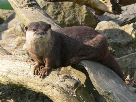 Small Clawed Otters Amazing Facts And Latest Pictures All Wildlife