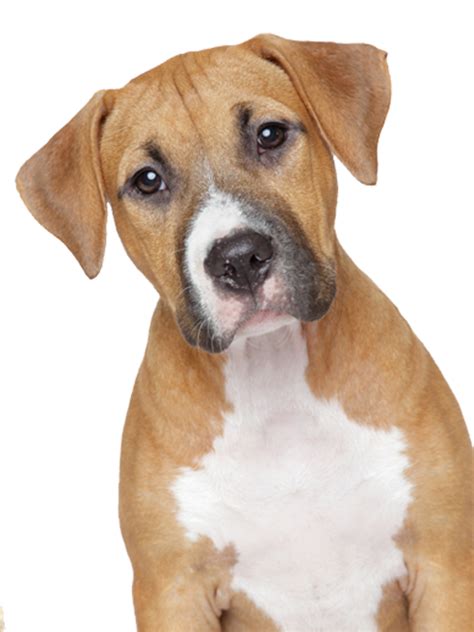 Collection Of Dog Png Transparent Background Pluspng