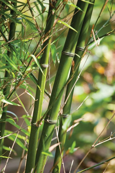 Five Things Everyone Should Know About Bamboo Grow Magazine