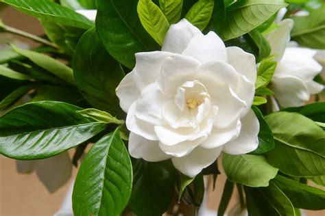 50 Gardenia Cape Jasmine Jasminiodes Fragrant White Shrub Flower