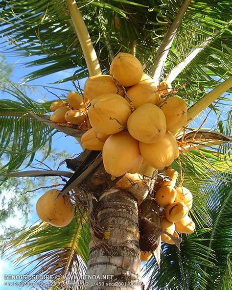 The second leading cause for lack of fruit production is frost damage. 1000+ images about Tropical Fruit bearing trees on ...