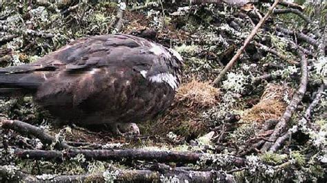 Bbc News Science And Environment Perthshire Osprey Lays Easter Egg