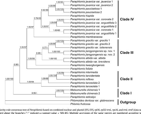 Figure 1 From A Preliminary Phylogenetic Study Of Paraphlomis