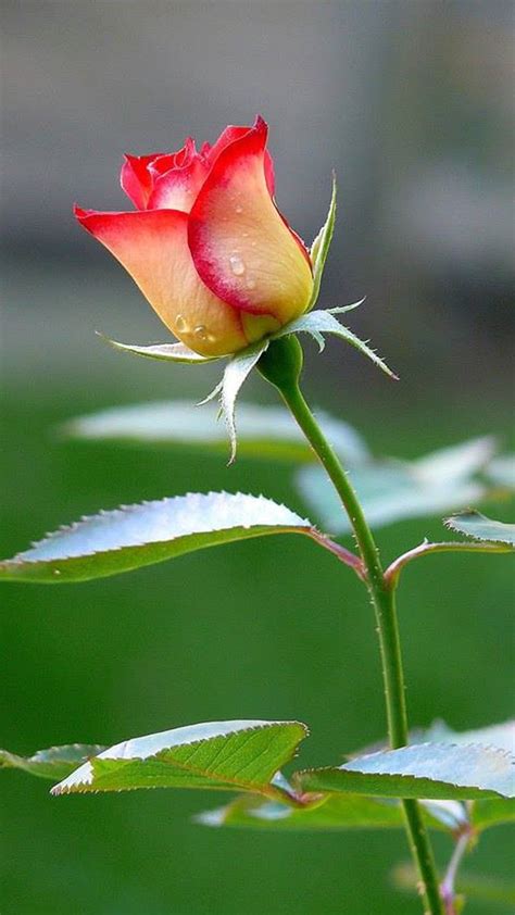 Pin By Lus Harutyunyan On Belles Fleurs Rose Flower Wallpaper Red