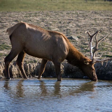 Elk | African Safari Wildlife Park - Port Clinton, OH