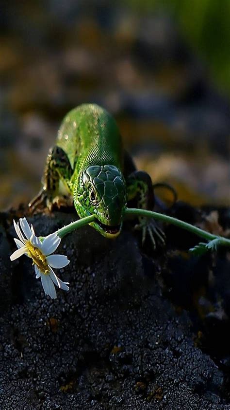 Pin By Cassy Chester On Insects Amphibians And Reptiles Wallpaper