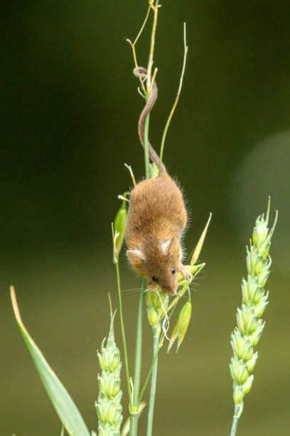 934 Harvest Mouse Mouse Stock Photos Pictures And Royalty Free Images