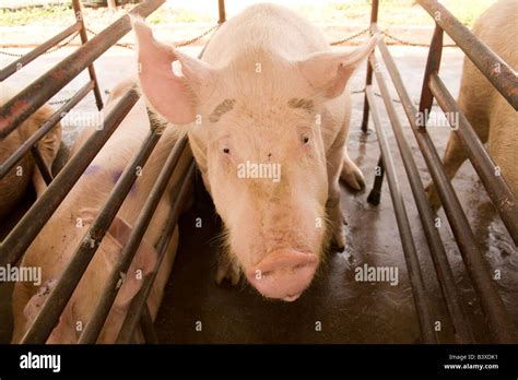 Cerdo Con Marcas De Cejas En Una Granja De Cerdos En Lusaka En Zambia