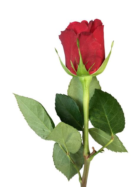 Rot synonyms, rot pronunciation, rot translation, english dictionary definition of rot. Rote Rosen online bestellen bei bezahlbare-Blumen.de ...