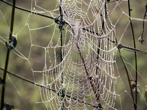 Morning Dew On Spider Web Free Photo Download Freeimages