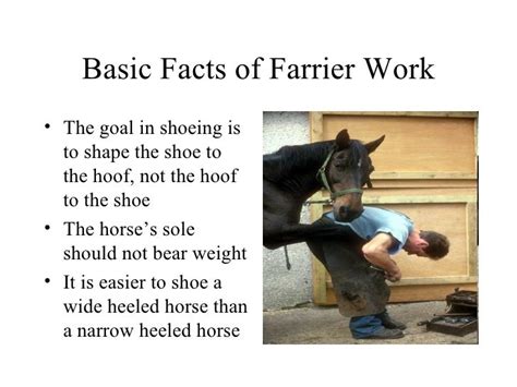Farriers And Hoofcare