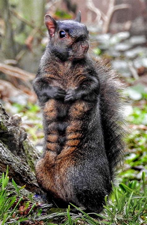 Black Squirrel Shows Off A Six Pack In Picture Taken In Baldock Metro