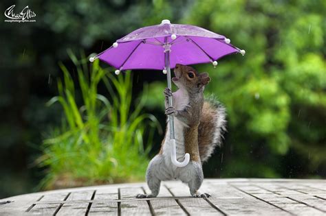 Photographer Gets Squirrel To Pose With A Tiny Umbrella On A Rainy Day