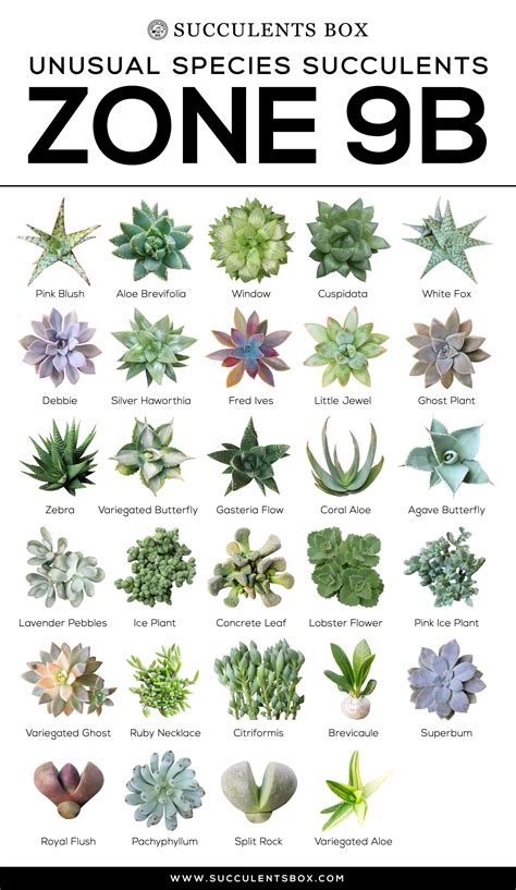 Please see the quick facts on each variety page for details about the. CHOOSING SUCCULENTS FOR ZONE 9 - CALIFORNIA, FLORIDA AND ...