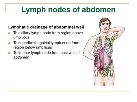 Lymph Nodes Of Axillary Region