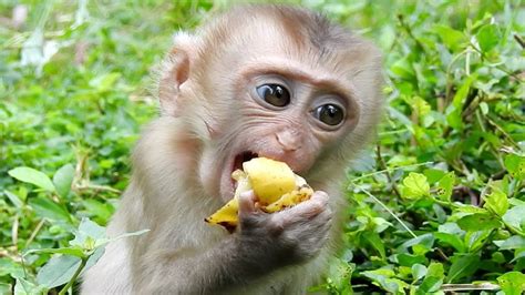 Pin By Tube Bbc On Monkey Eating Food With Images Cute Baby Monkey