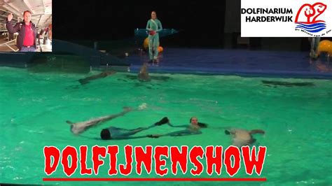 dolfijnenshow in dolfinarium harderwijk youtube