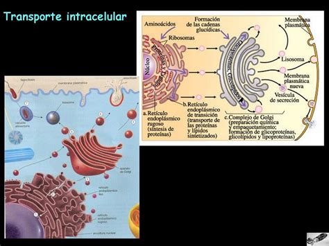 Y La Vida Evolucionó Aparato De Golgi Transporte Intracelular 1115