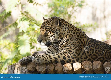 Magnificent Jaguar Resting Lying On A Tree Trunk Stock Image Image Of
